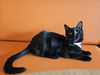adoptable Cat in  named Niles