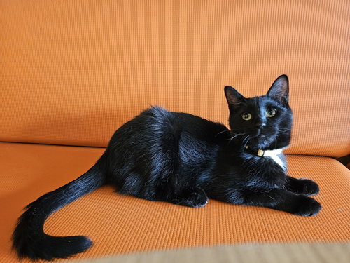 NILES - Domestic Short Hair / Domestic Short Hair available for adoption