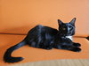 Niles - Photo 2