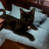 Niles - Photo 3
