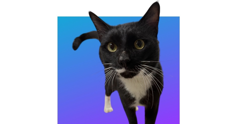 adoptable Cat in Dallas, TX named Dawson