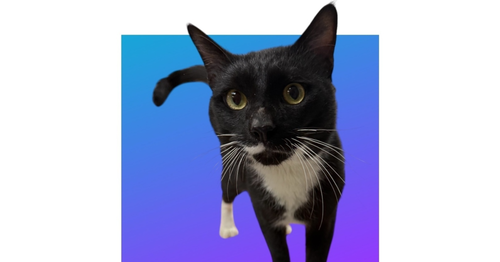 DAWSON - Domestic Short Hair / Domestic Short Hair available for adoption