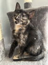 adoptable Cat in  named Wassail