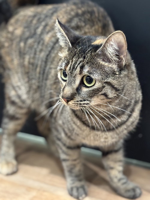 PUMPKIN M - Domestic Medium Hair / Domestic Short Hair available for adoption