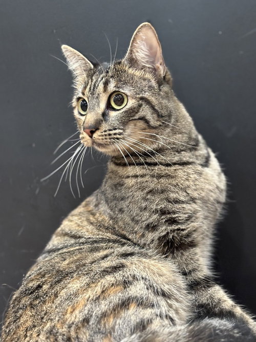 PUMPKIN M - Domestic Medium Hair / Domestic Short Hair available for adoption