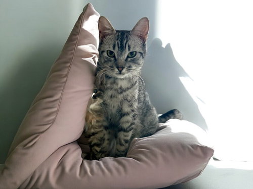 TACO BELLE - Domestic Short Hair / Domestic Short Hair available for adoption