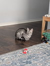 Taco Belle - Photo 4