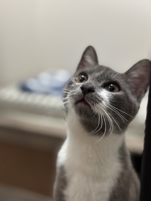 GABRIEL - Domestic Short Hair / Domestic Short Hair available for adoption