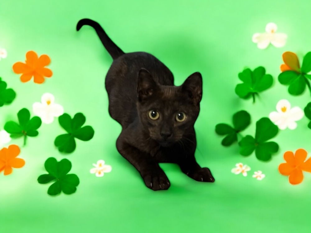 adoptable Cat in Dallas, TX named Pantera