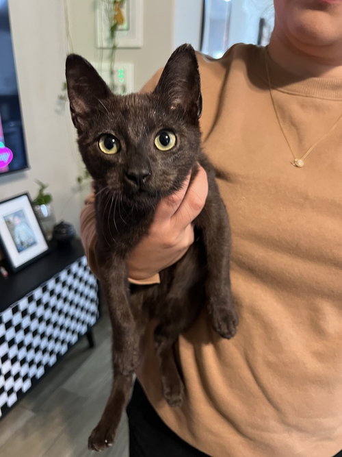 PANTERA - Domestic Short Hair / Domestic Short Hair available for adoption