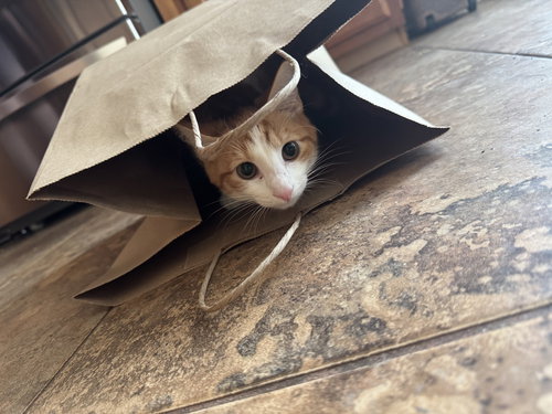 TUDOT - Domestic Short Hair / Domestic Short Hair available for adoption