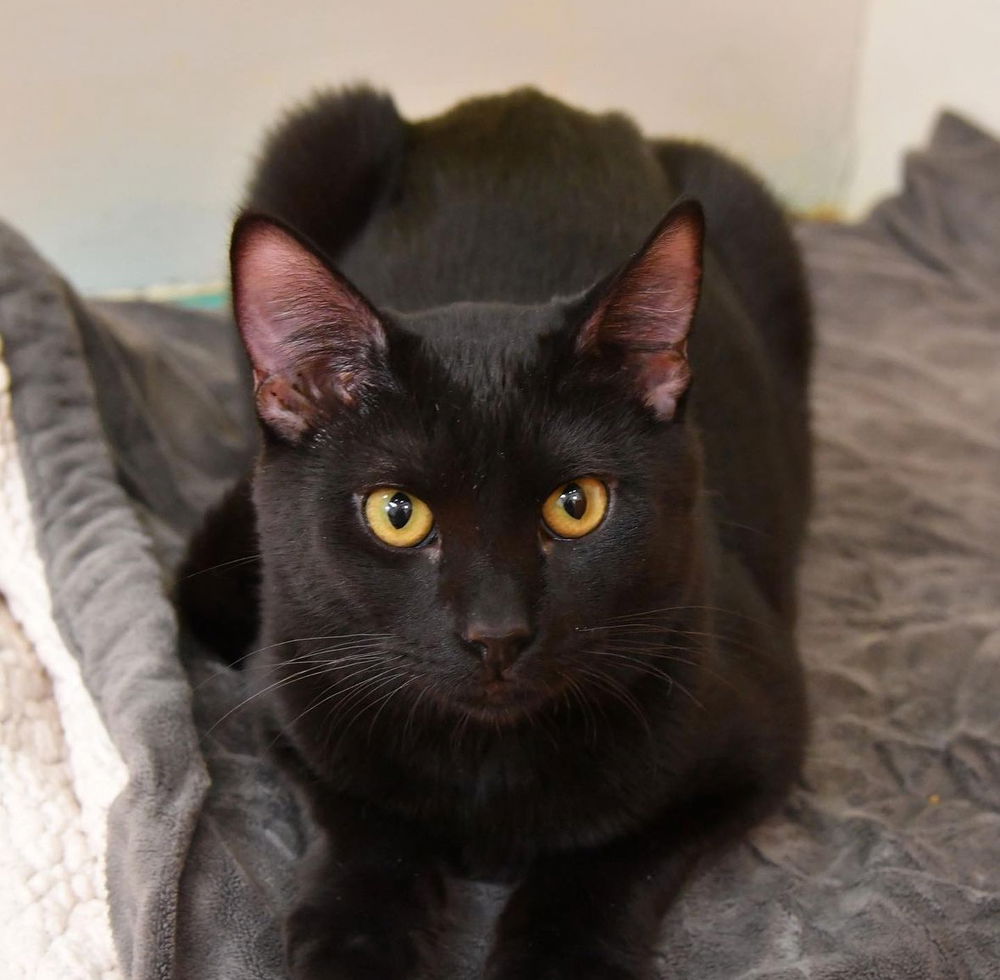 adoptable Cat in Dallas, TX named Dolce