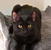 adoptable Cat in dallas, TX named Dolce