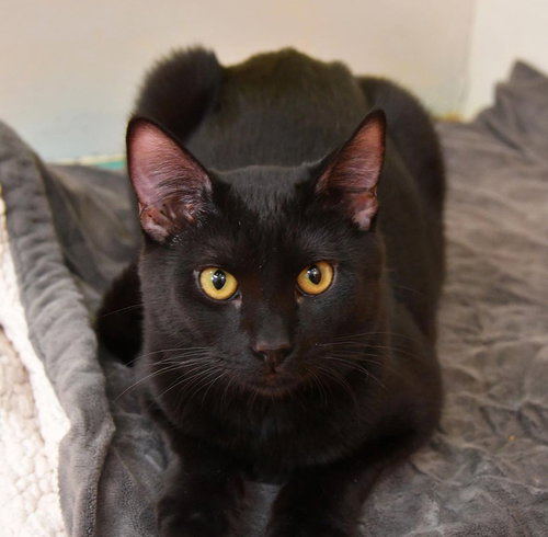 DOLCE - Domestic Short Hair / Domestic Short Hair available for adoption