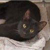 adoptable Cat in  named Gabbana