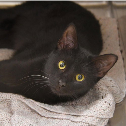 GABBANA - Domestic Short Hair / Domestic Short Hair available for adoption