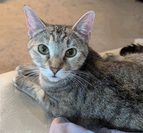SPICY MARGARITA - Domestic Short Hair / Domestic Short Hair available for adoption