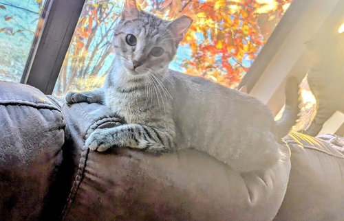SPICY MARGARITA - Domestic Short Hair / Domestic Short Hair available for adoption