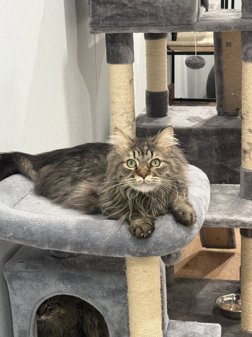 STEVIE JOE - Domestic Short Hair / Domestic Long Hair available for adoption