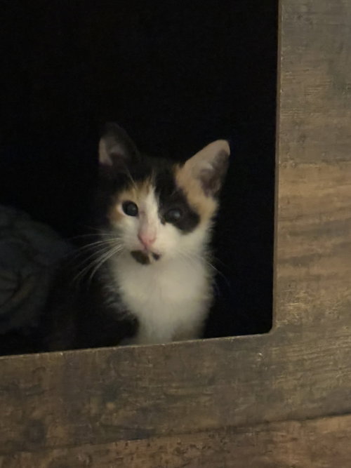 MERE - Calico / Domestic Long Hair available for adoption