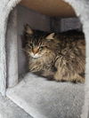 adoptable Cat in dallas, TX named Boomba