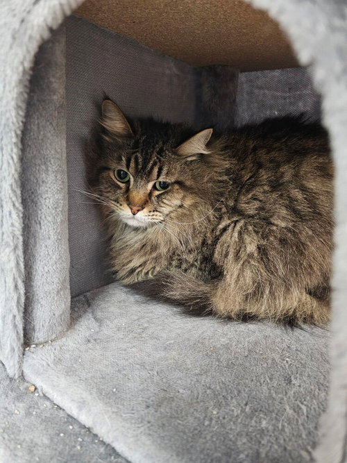 BOOMBA - Domestic Short Hair / Domestic Long Hair available for adoption