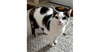 adoptable Cat in  named Willow