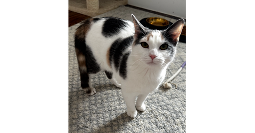 WILLOW - Calico / Domestic Short Hair available for adoption