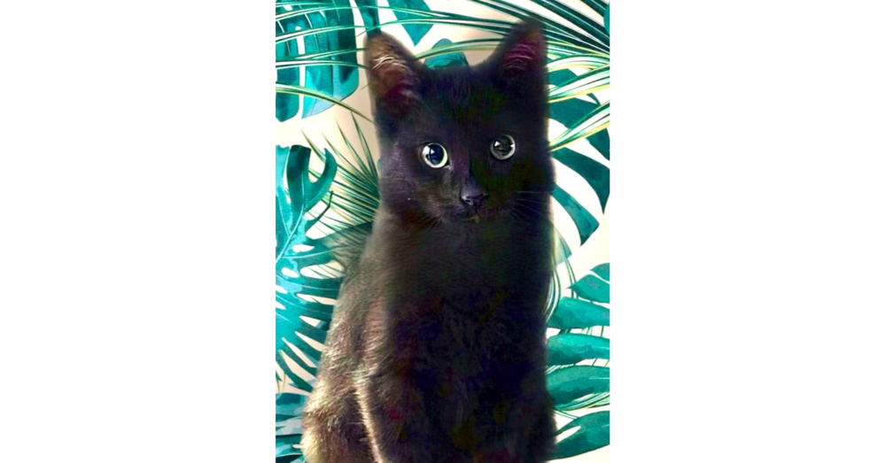 adoptable Cat in Dallas, TX named McCoconut