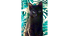 adoptable Cat in dallas, TX named McCoconut