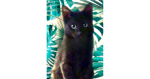 MCCOCONUT - Domestic Medium Hair / Domestic Medium Hair available for adoption