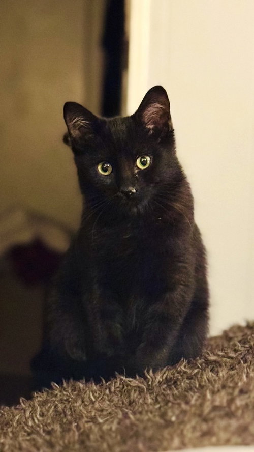MCCOCONUT - Domestic Medium Hair / Domestic Medium Hair available for adoption