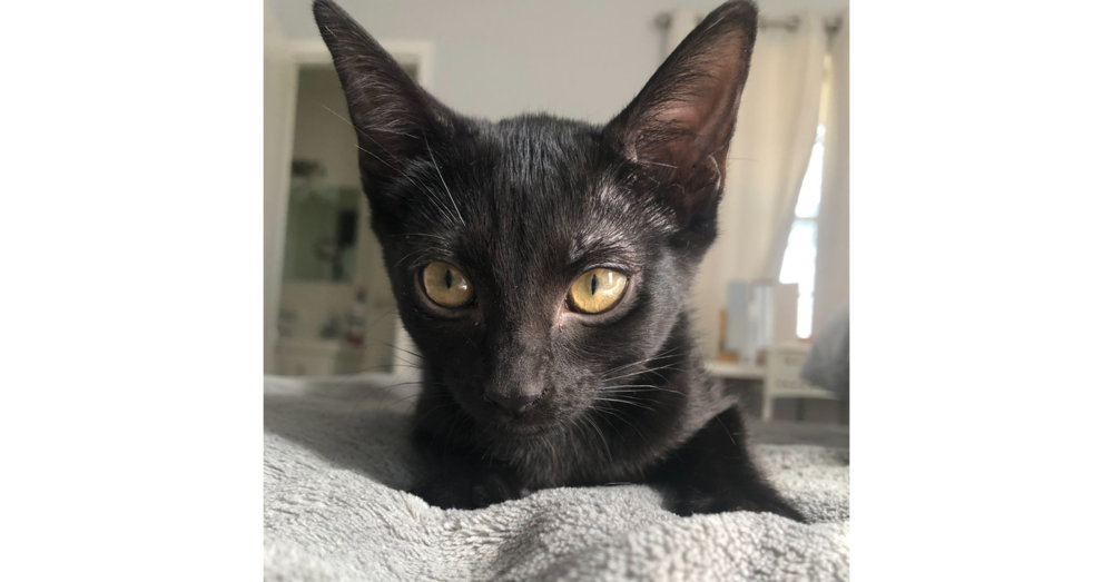 adoptable Cat in Dallas, TX named Isobel W