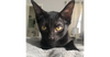 adoptable Cat in dallas, TX named Isobel W
