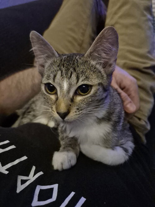 Hazel photo 2