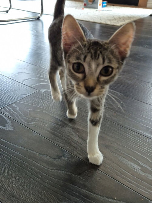 Hazel photo 3
