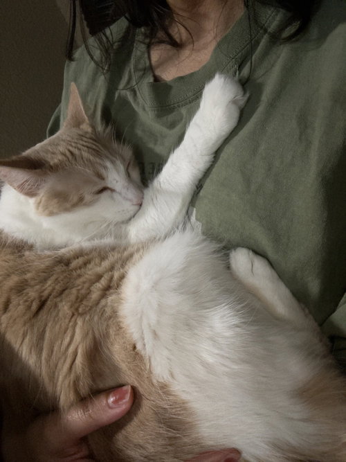 Mickey, a cat for adoption from A Voice for All Paws, Inc.