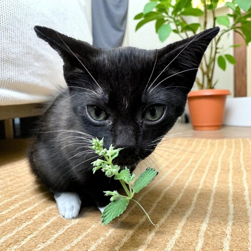 Niko photo 2