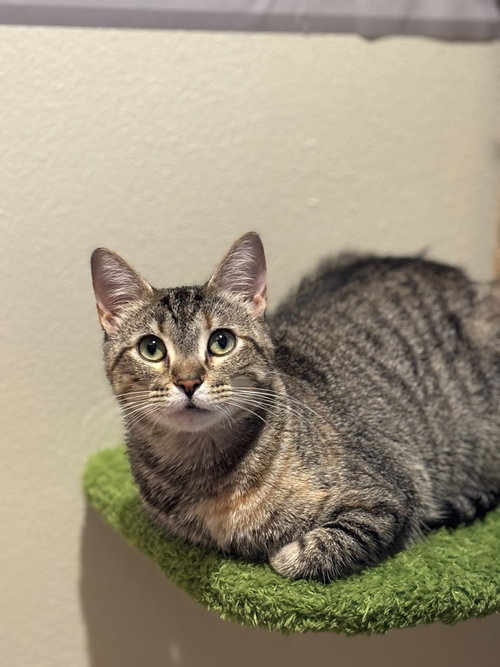 Rosie Riveter, a cat for adoption from A Voice for All Paws, Inc.