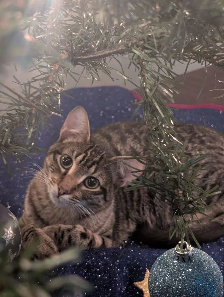 Simon Toast - Domestic Short Hair