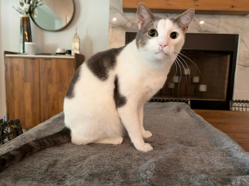 Aura, a cat for adoption from A Voice for All Paws, Inc.