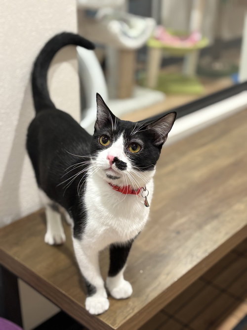 Crimson, a cat for adoption from A Voice for All Paws, Inc.