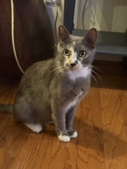 Willow Sage, a cat for adoption from A Voice for All Paws, Inc.