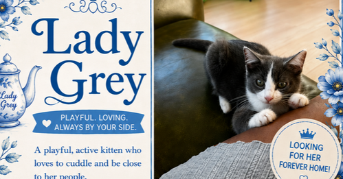 Our Lady Gray, an adoptable Domestic Short Hair in Dallas, TX