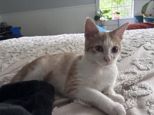 Curious Georgie