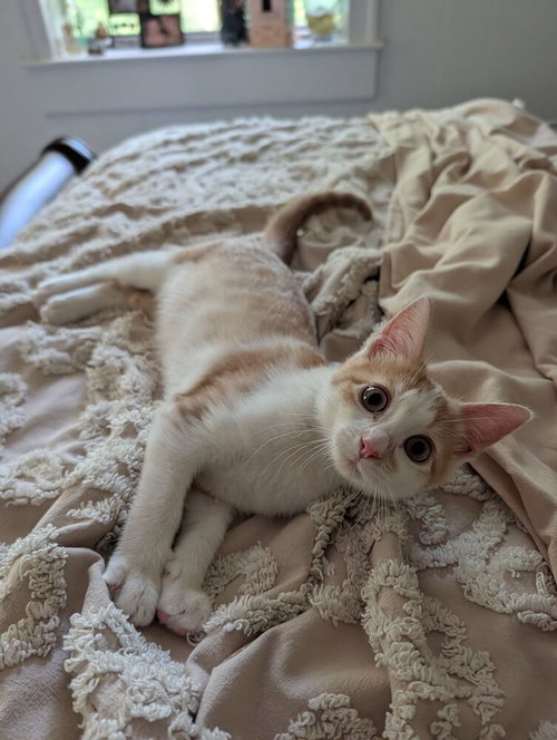 Curious Georgie photo 2