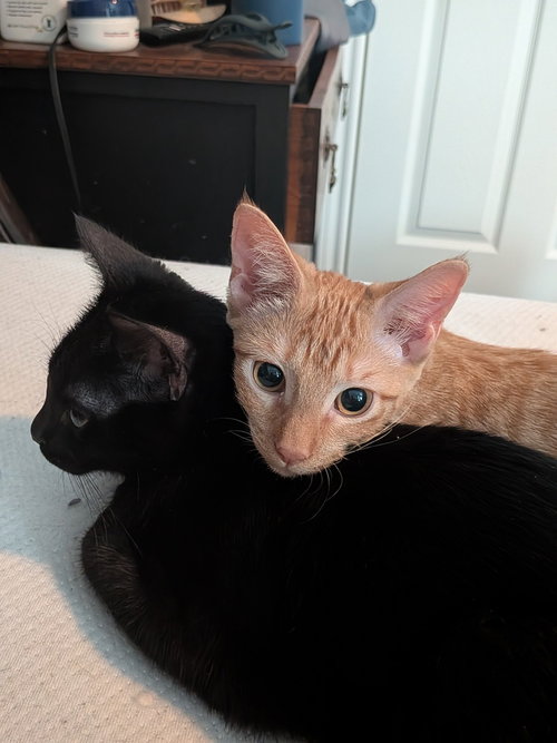 picture of the cat needing adoption