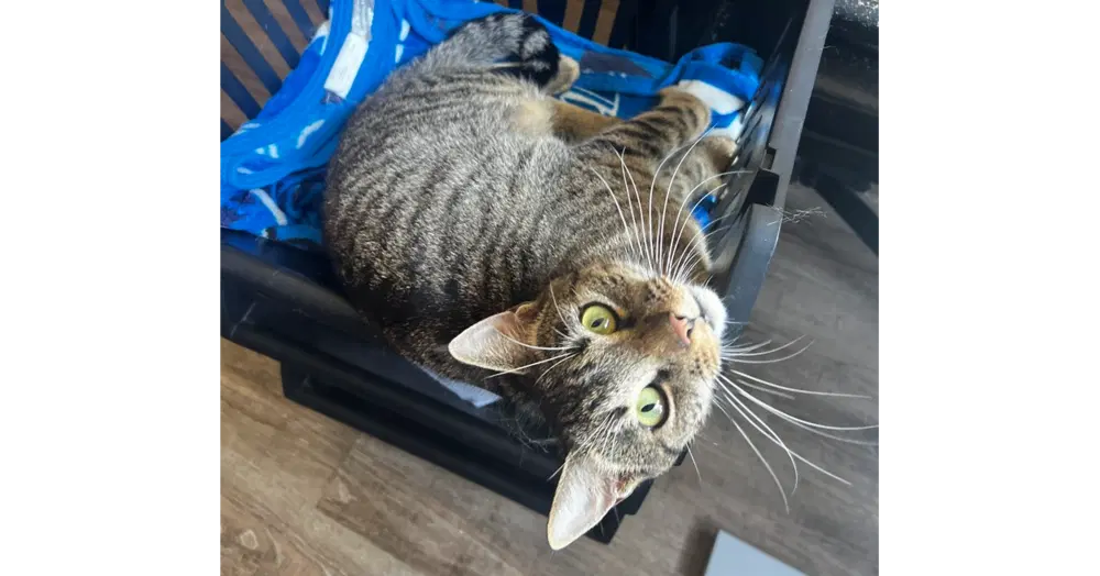 Pop Tart - Domestic Short Hair