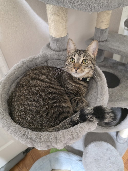 Juno