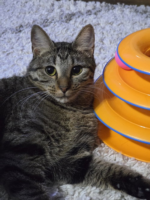 Juno, a cat for adoption from A Voice for All Paws, Inc.
